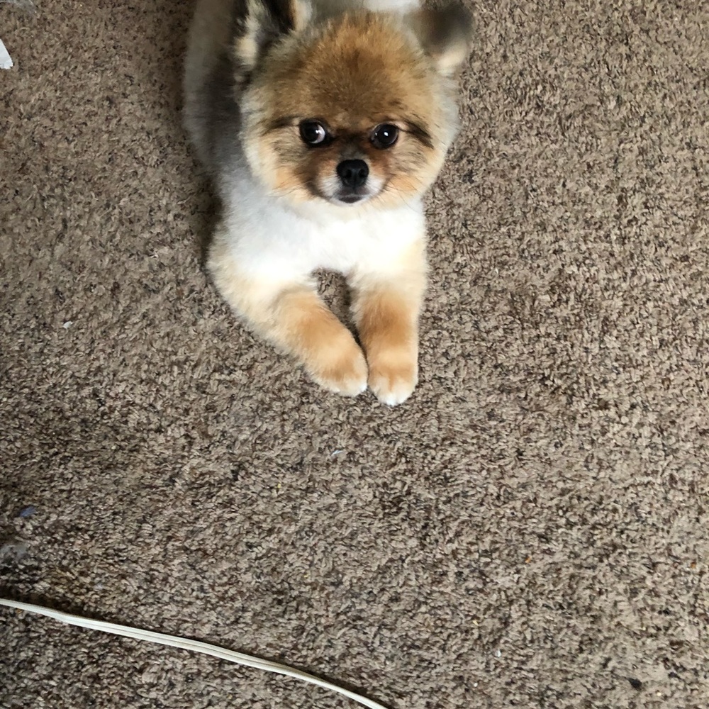 Meet your Posher, Nicole